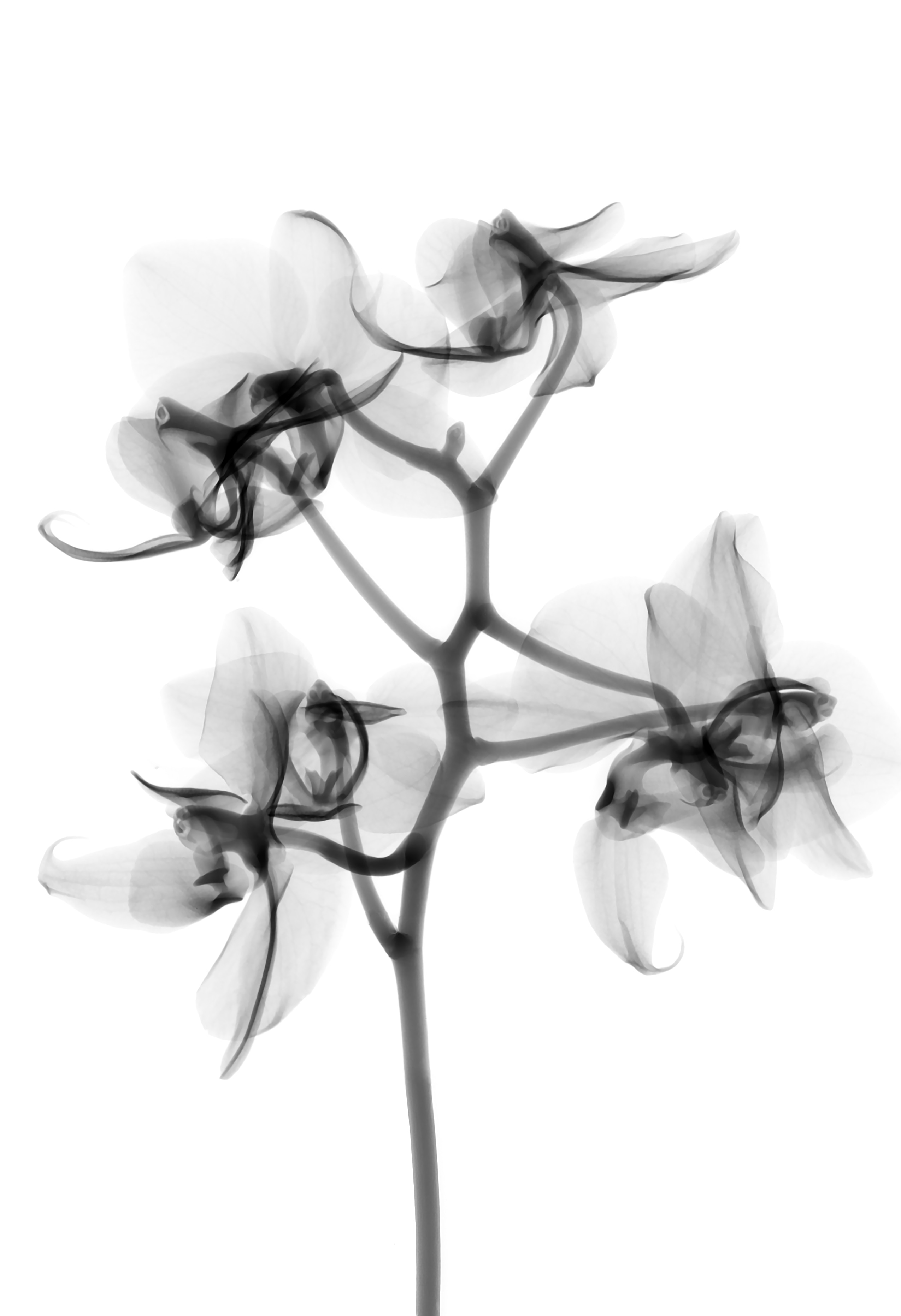 Orchid structure (credit: Photo by Paul Talbot on Unsplash)